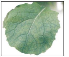 Frunză tânără de rapiță prezintă urme de început de ofilire, nefiind tratată cu fungicide pe bază de cupru