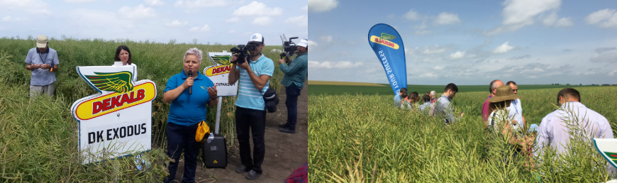 Viorica Guzu, director regional Monsanto România, prezintă noii hibrizi de rapiță Dekalb din 2018