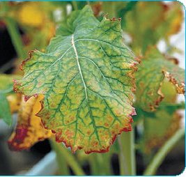 Frunzele de rapiță sunt afectate de cloroza roșiatică care se extinde dinspre margine spre interior, ca semn al carenței de magneziu la cultura de rapiță