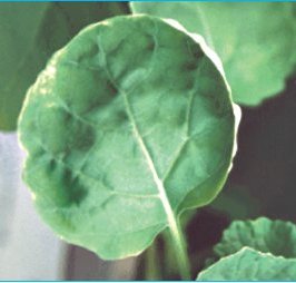Frunză verde de rapiță prezintă o deformare a limbului în formă de lingură, din cauza carenței de sulf ale plantei
