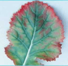 Frunză tânără de rapiță prezintă margini înroşite și pete de aceeași culoare între nervurile verzi, din cauza carenței de sulf