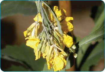 O floare afectată de carență de calciu la plantele de rapiță manifestă o tulpină moale şi o inflorescenţă aplecată