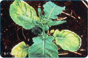 Rapița netratată la timp cu sulfat de potasiu prezintă simptome de îngălbenire a marginilor frunzelor