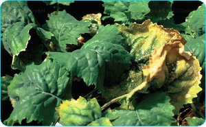 Frunzele de rapiță de necrozează în lipsa ingrașămintelor cu sulfat de potasiu