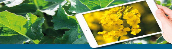 Lăngă o rapiță cu frunze mari verzi, o mână susține o tabletă pe al cărui ecran se află flori galbene de rapiță