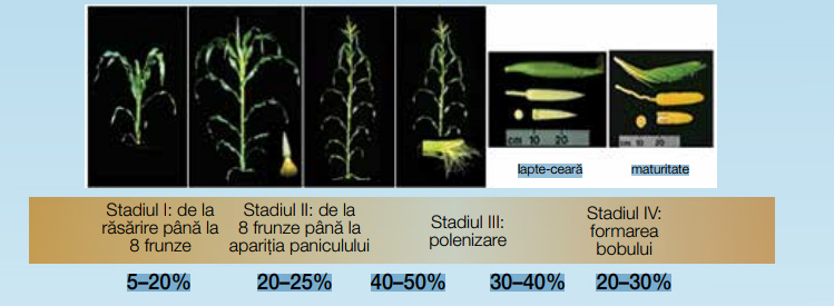 Stadiille de dezvoltare ale porumbului și gradul de diminuare a producției din cauza secetei.